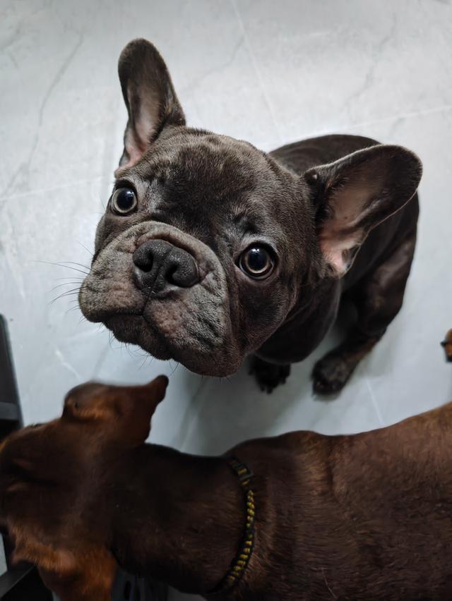 เฟรนช์บูลด็อก ชาย 8 เดือน สีบลู 3