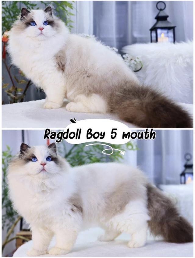Ragdoll ฟรอมสวยนำเข้า🇨🇳มีประกันทุกคน มีทำวัคซีน ตรวจโรคเอสด์ ลูคีเมีย หัด โคโรนาและตรวจสุขภาพก่อนย้ายค่ะ รูปที่ 1