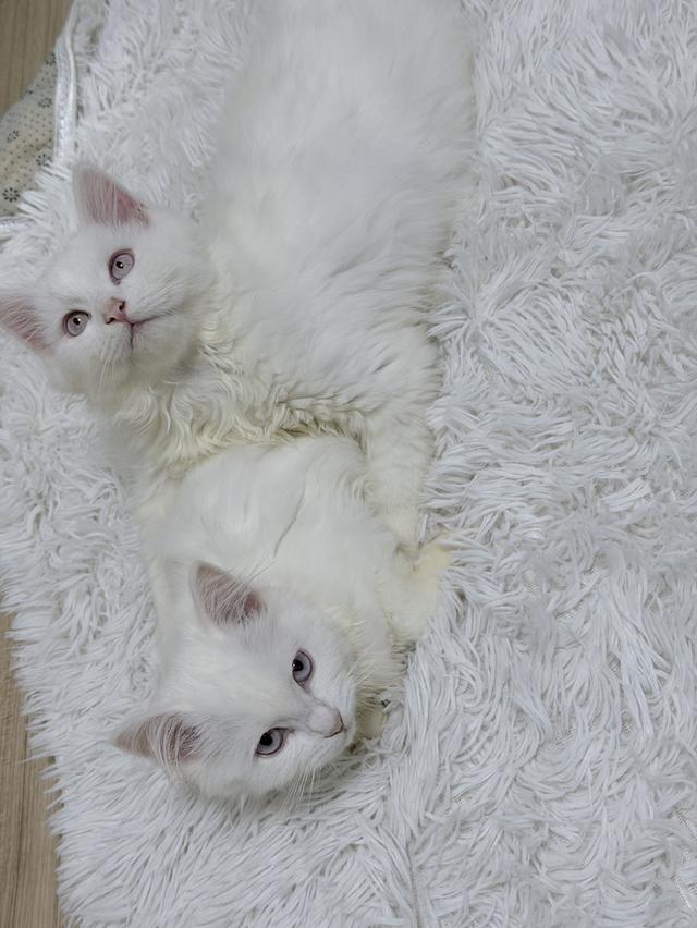 maine coon mixed cats