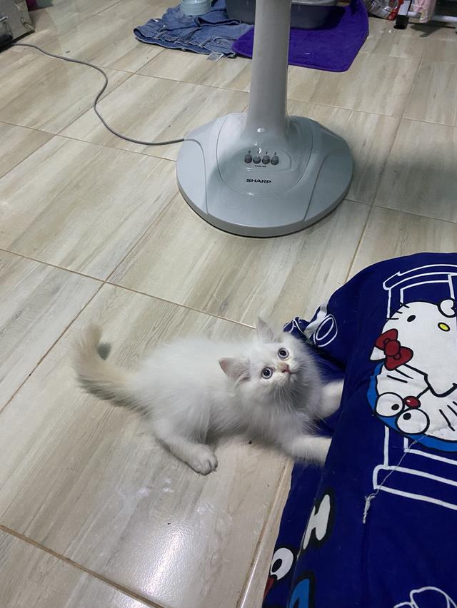 หาบ้านให้น้องตัวสุดท้ายของคอก 4