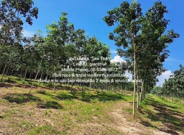 พื้นที่ดิน ขายที่ดินสวนยางพาราแปลงใหญ่ 326-3-5.5 ไร่ (ใกล้ ถ.ชลบุรี-แกลง) ต.เขาซก อ.หนองใหญ่ จ.ชลบุรี ราคา 327 ล้านบาท (