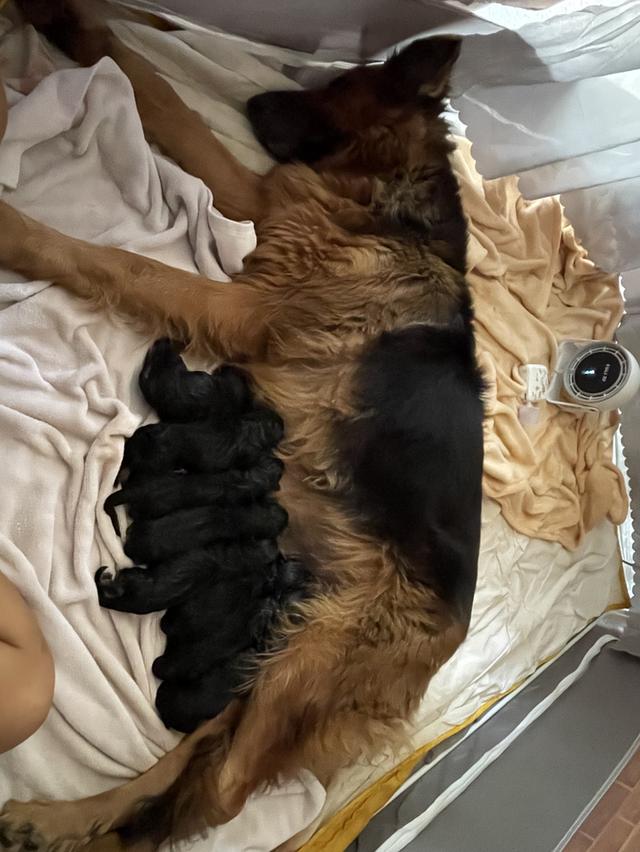 ลูกสุนัขเยอรมันเชพเพิร์ด (อัลเซเชี่ยน สุนัขตำรวจ) ว่างผู้4 เมีย4 8