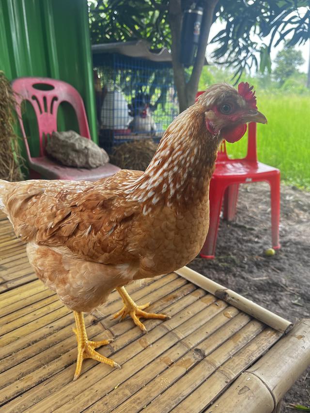 ไก่ สวยงาม ไก่5นิ้ว ไก่ไข่สามสายพันธุ์