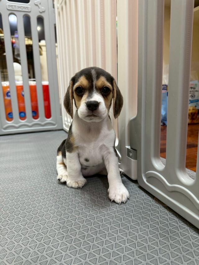 บีเกิ้ล (Beagle) 17