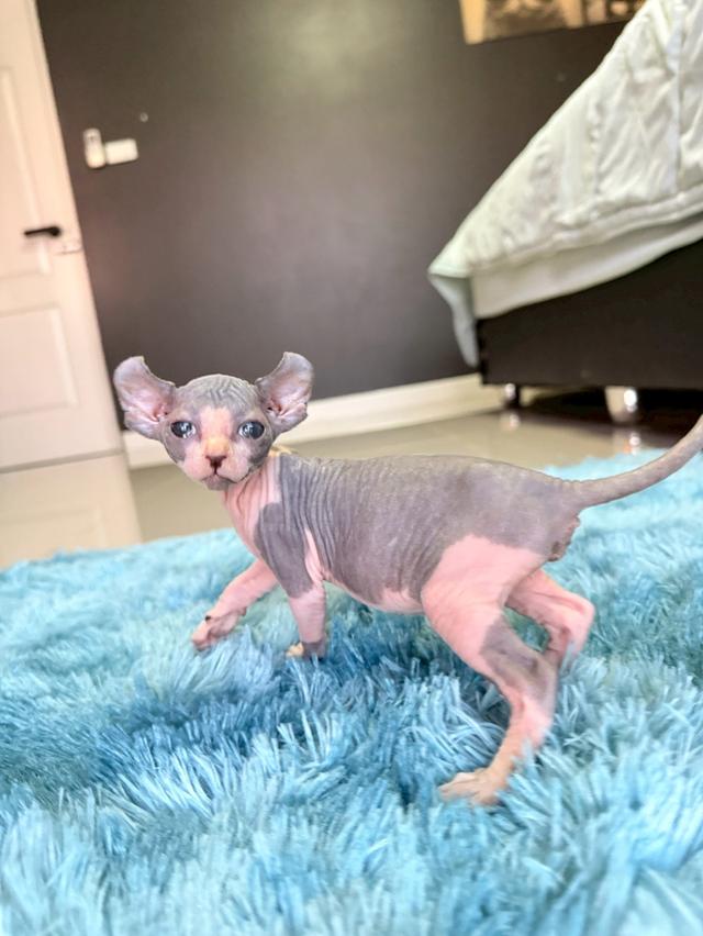 แมว สฟิงซ์ เพศเมีย หูพลิก 10