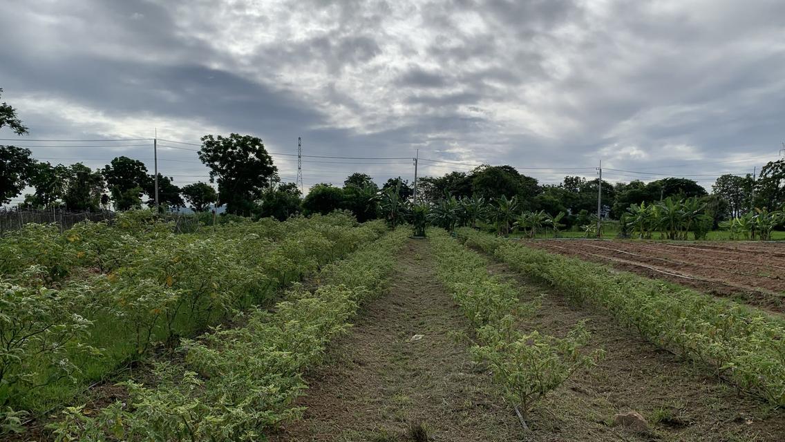 ขายที่ดินถมแล้วติดถนนสายเอเซีย จ.ชัยนาท  9ไร่ 300 ตรว.   ==> พิกัด 15°18'37"N 100°11'00"E .  10