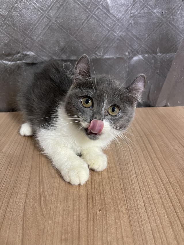 คนขายเลี้ยงเองครับ น้องแมวพันธุ์ อเมริกันเคิร์ลผสมหิมาลายัน เพศหญิง ( หูบิน )