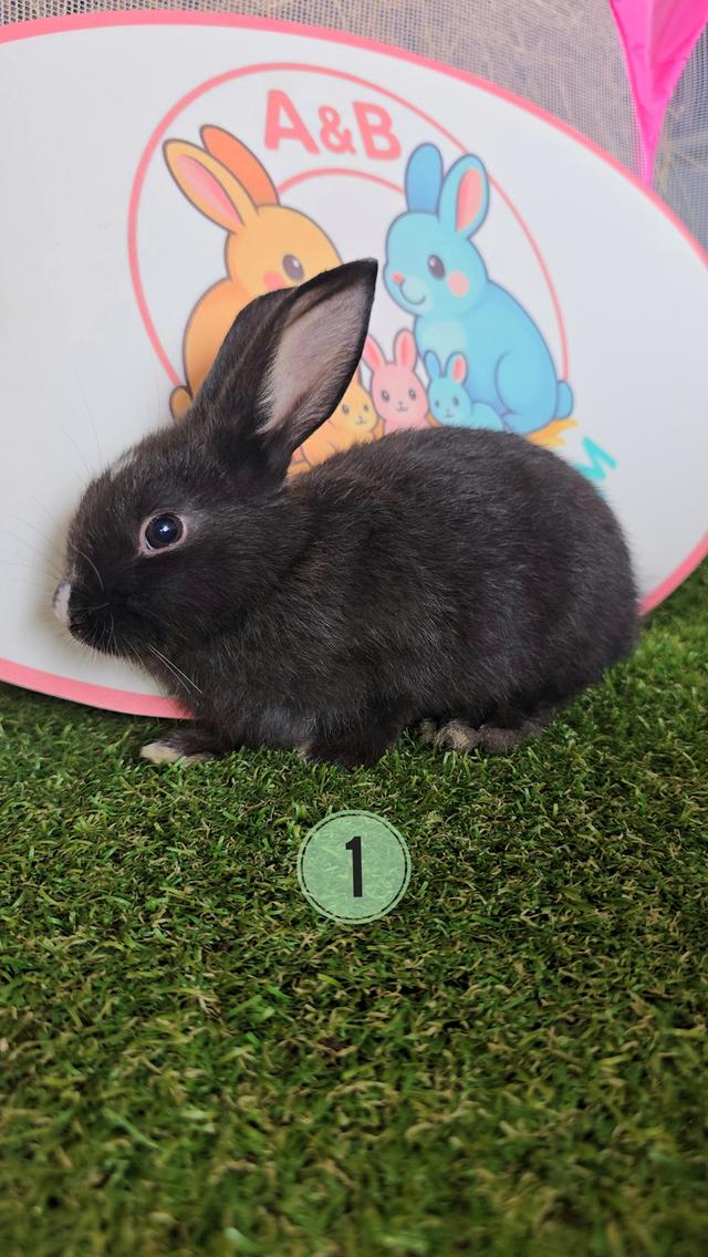 กระต่าย 6