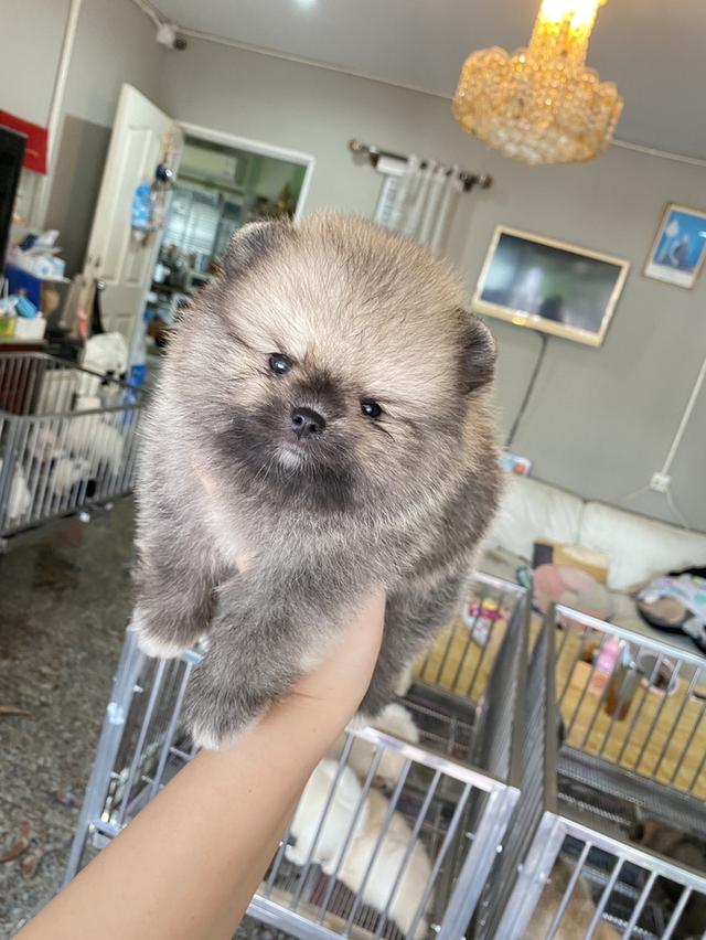 ปอมแท้ พร้อมย้ายบ้าน