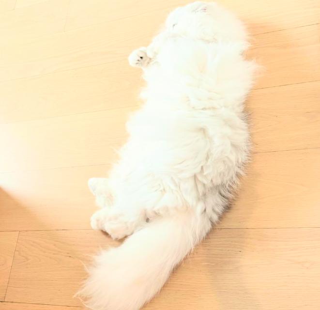 ขายแมวชินชิล่าขนยาว สีขาวสวยมาก 2