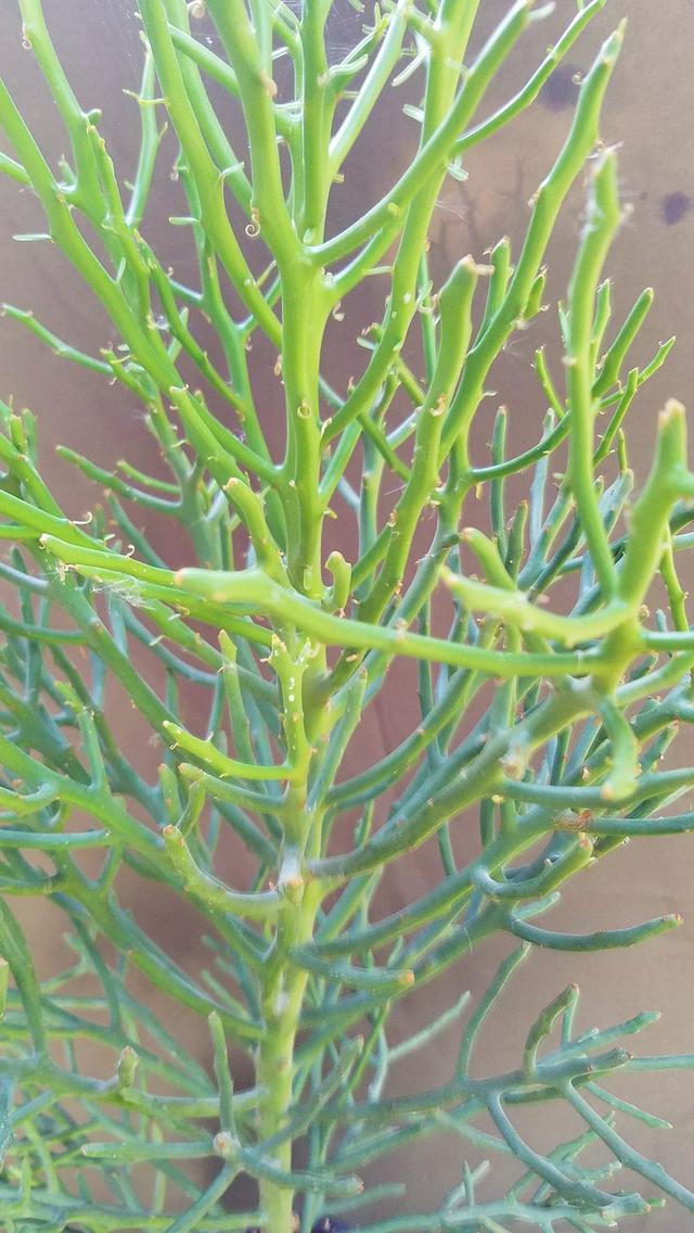 เขากวาง ไม้ฟอกอากาศ Euphorbia 2