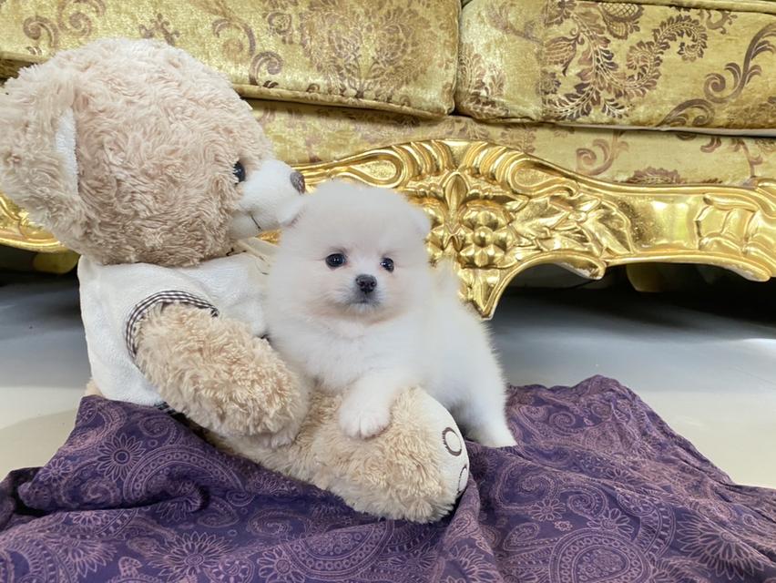 ลูกปอมแท้อ้วนกลมหมี อายุ2เดือน จัดส่งฟรี