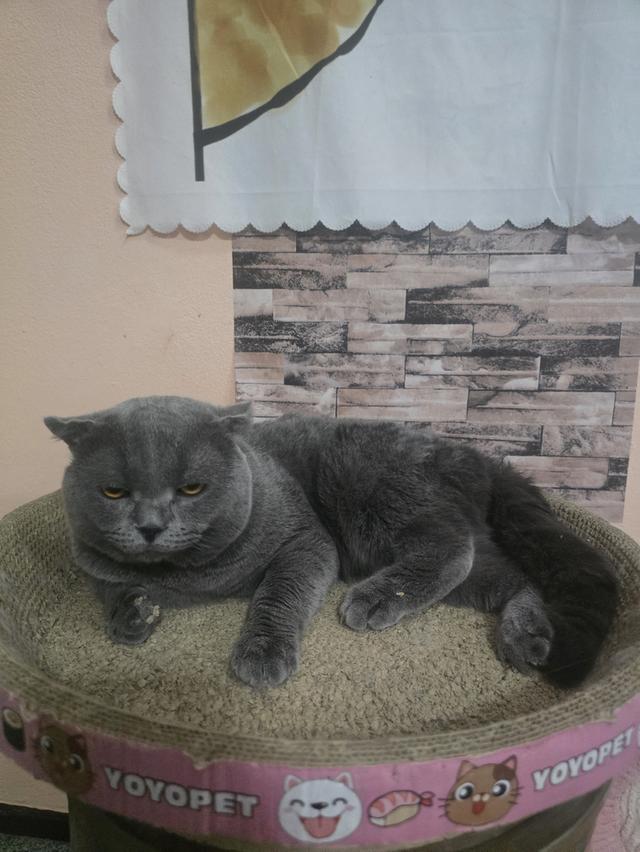 แมวสก็อตติชโฟลล์อายุ1ปี