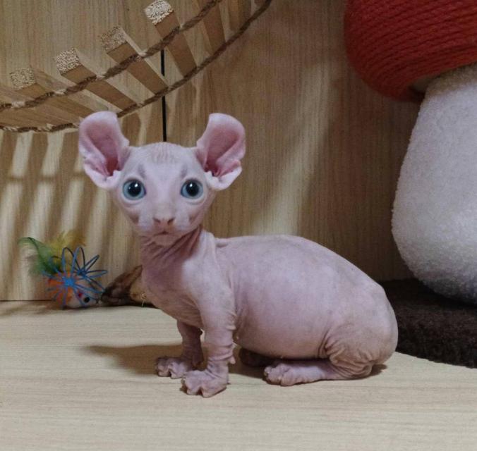 33.แมวดเวล/เพศผู้ หาบ้าน Dwelf Cat/Male looking for a new home