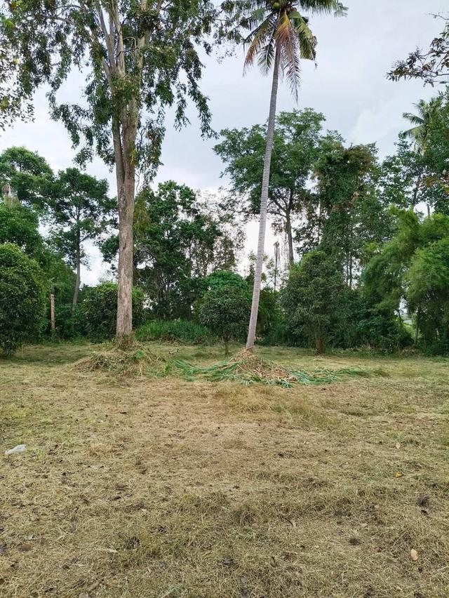 ขายที่ดินเปล่า ห้วยยายจีน  ห้วยใหญ่ ชลบุรี (เจ้าของขายเอง) 7