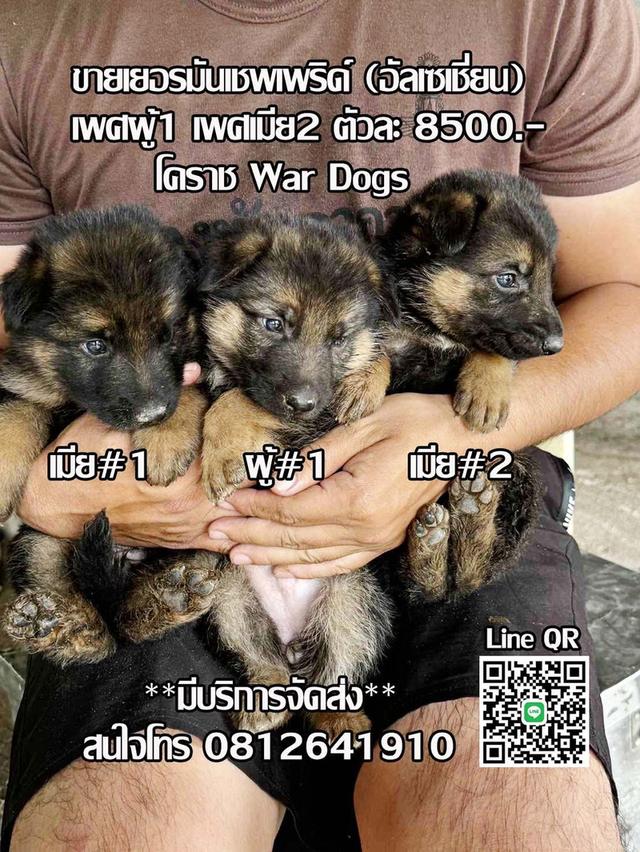 ขายเยอรมันเชพเพิร์ด(อัลเซเชี่ยน) โคราช มีบริการจัดส่ง