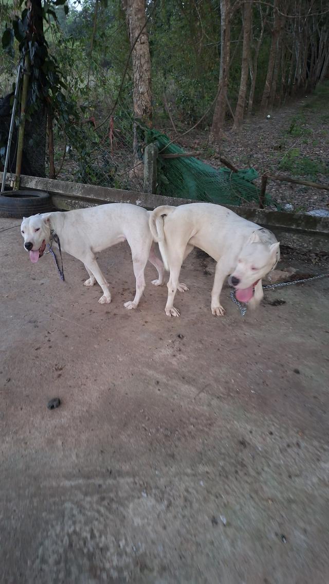 ขายแม่สุนัขโดโกอาเจนติโน่