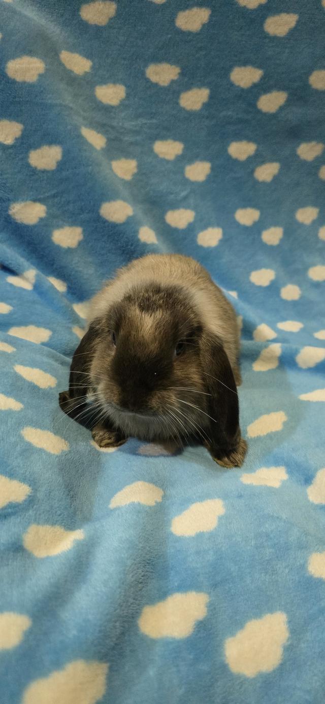 กระต่ายฮอลแลนด์ลอป Holland Lop  4