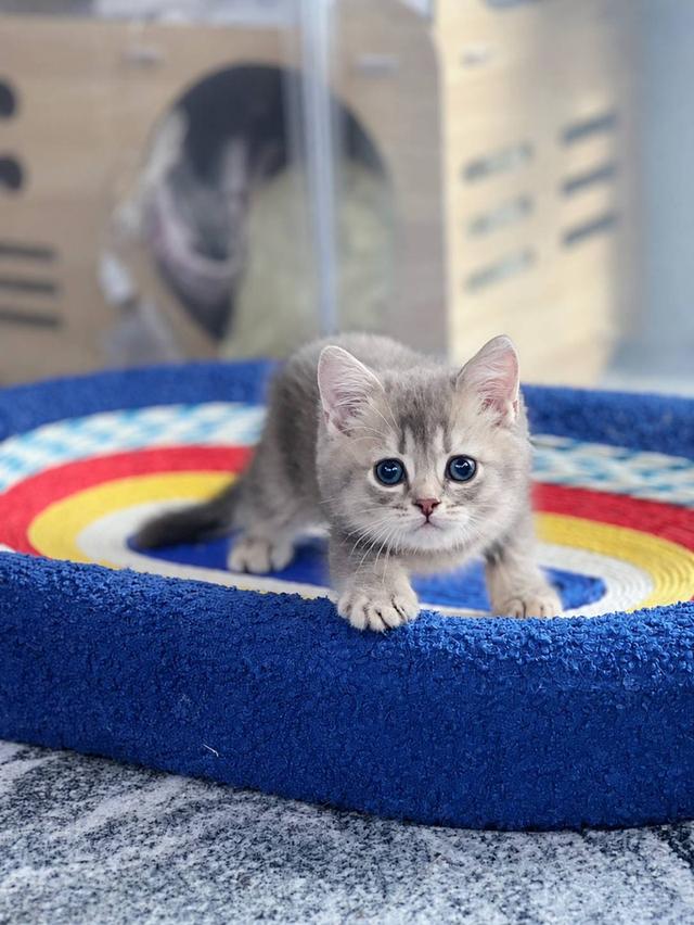 British Shorthair Cat รูปย่อยที่ 4