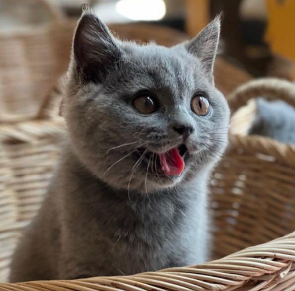 แมว British Shorthair สีนิล 2