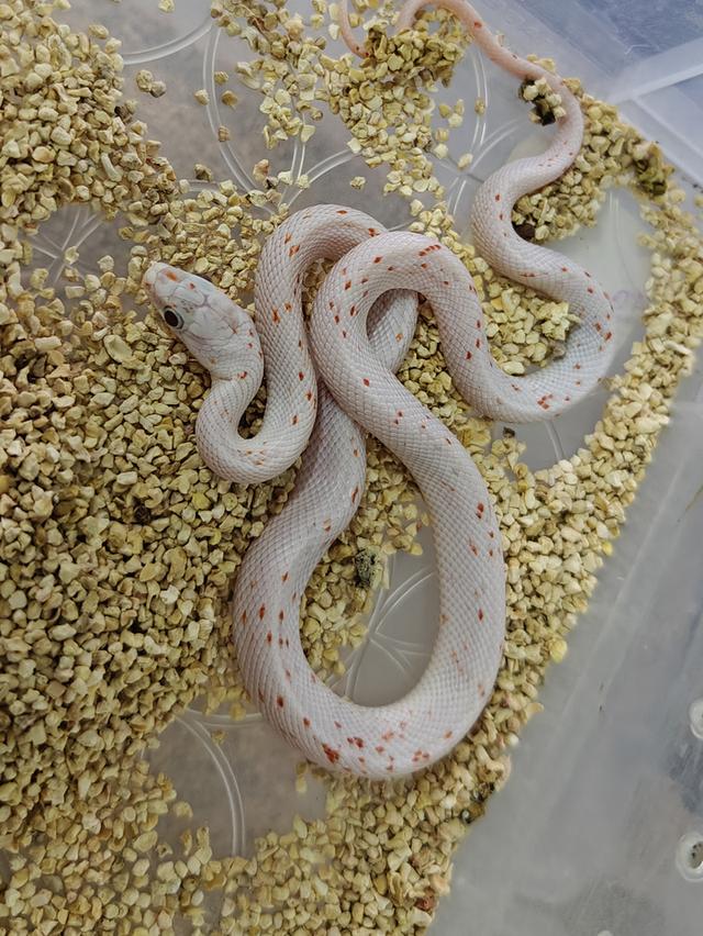งู Cornsnake Kingsnake 2