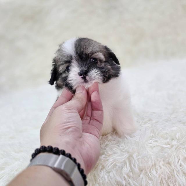 ชิสุผสมปอม เพศเมีย พร้อมย้ายบ้าน 8