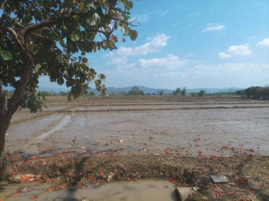 ขายที่ดิน 5ไร่3งาน ต.ป่าป้อง อ.ดอยสะเก็ด จ.เชียงใหม่ 6