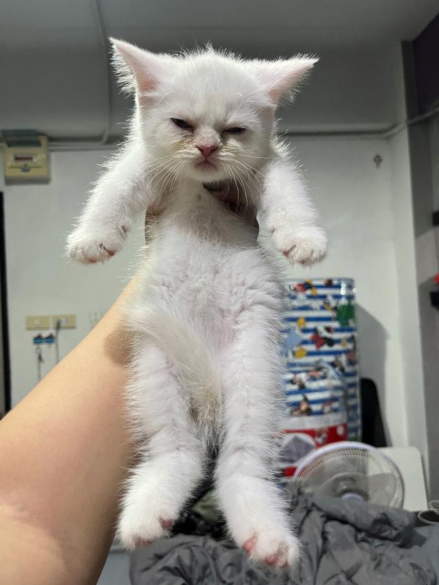 ลูกแมว สก็อตติช เปอร์เซีย รูปที่ 3