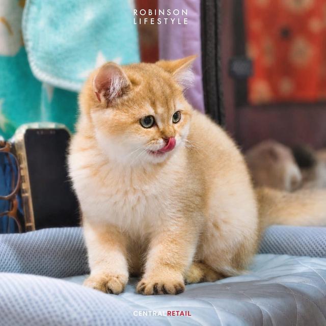 แมว British Shorthair รูปที่ 7