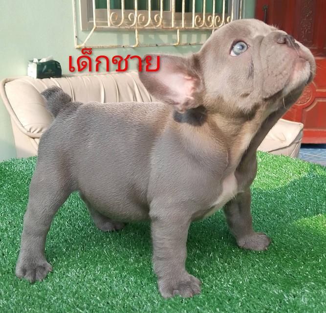 ลูกสุนัขพันธุ์เฟรนบลูด็อก อายุ 53วัน
