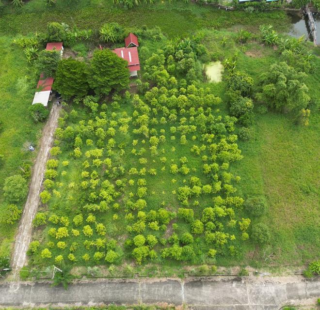ขายที่ดินเปล่า หนองจอก 2 ไร่ 84 ตร.ว. ติดคลองธรรมชาติ ผังสีเขียว เงียบ ร่มรื่น 4