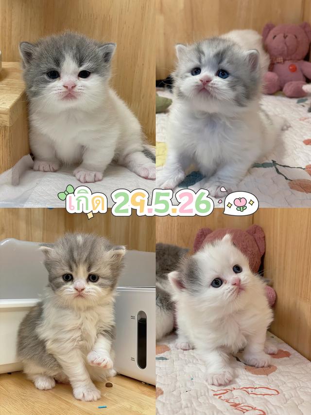 เปิดจองลูกแมวมันช์กิ้น