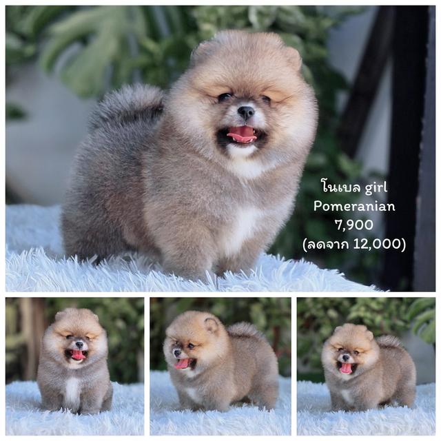 ปอมแท้ไซส์เล็กสองสาวโสด รูปที่ 3