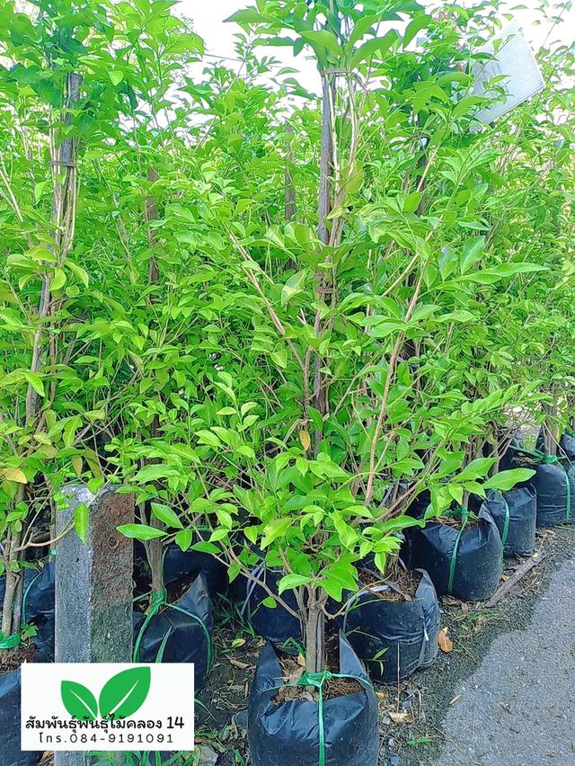 ต้นแก้ว ต้นดอกแก้ว ดอกแก้ว