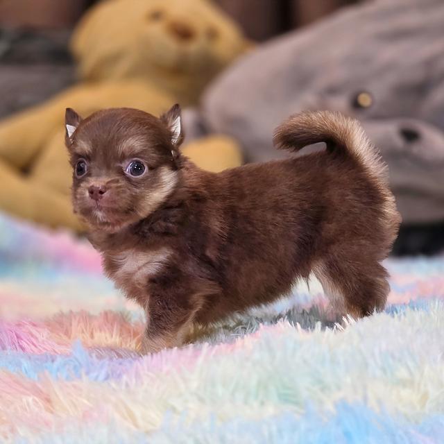 Chihuahuaขนยาวสีช็อค 3