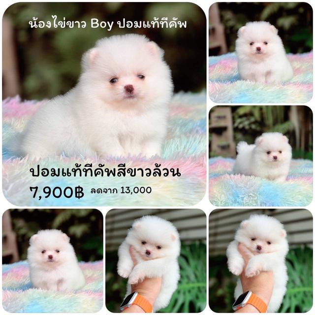 ปอมเมอเรเนียนแท้ เพศผู้ ทีคัพ