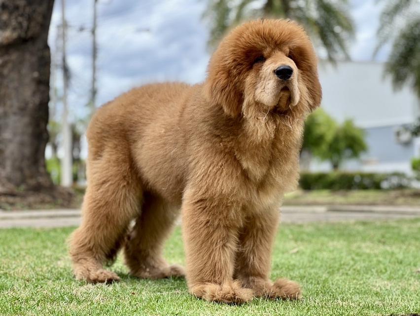 ทิเบตัน มาร์ฟทิฟ นำเข้าจากประเทศจีน 8