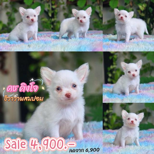 ชิวาวาผสมปอม เพศผู้ สีขาว พิกัดรามอินทรา