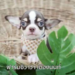 ฟาร์มชิวาวาเมืองนนท์