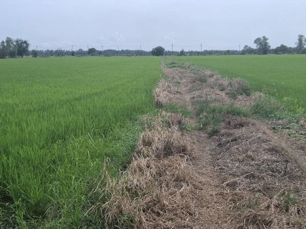 ขายที่ดินติดถนน เแปลงใหญ่สวย ติดถนนสาย 347 ปทุมธานี-บางปะหัน ต.บางประแดง อ.บางประอิน จ.พระนครศรีอยุธยา กม. 29-30 โทร 095-8299247 8