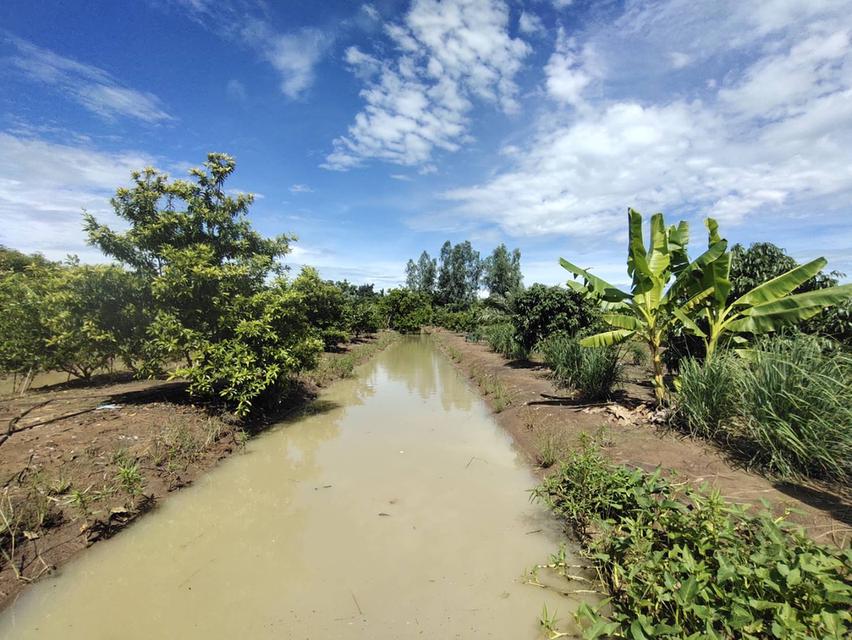 บ้านสวนเกษตร5ไร่ต.หนองสาหร่ายอ.ดอนเจดีย์จ.สุพรรณบุรี 6