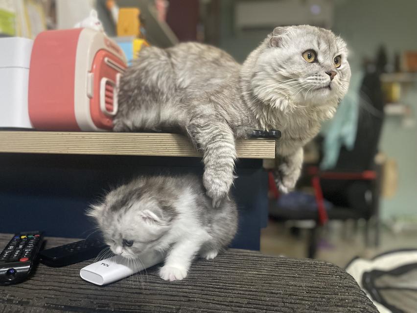 น้องแมวหูพับน่ารัก(หญิง)พร้อมย้ายบ้าน 8