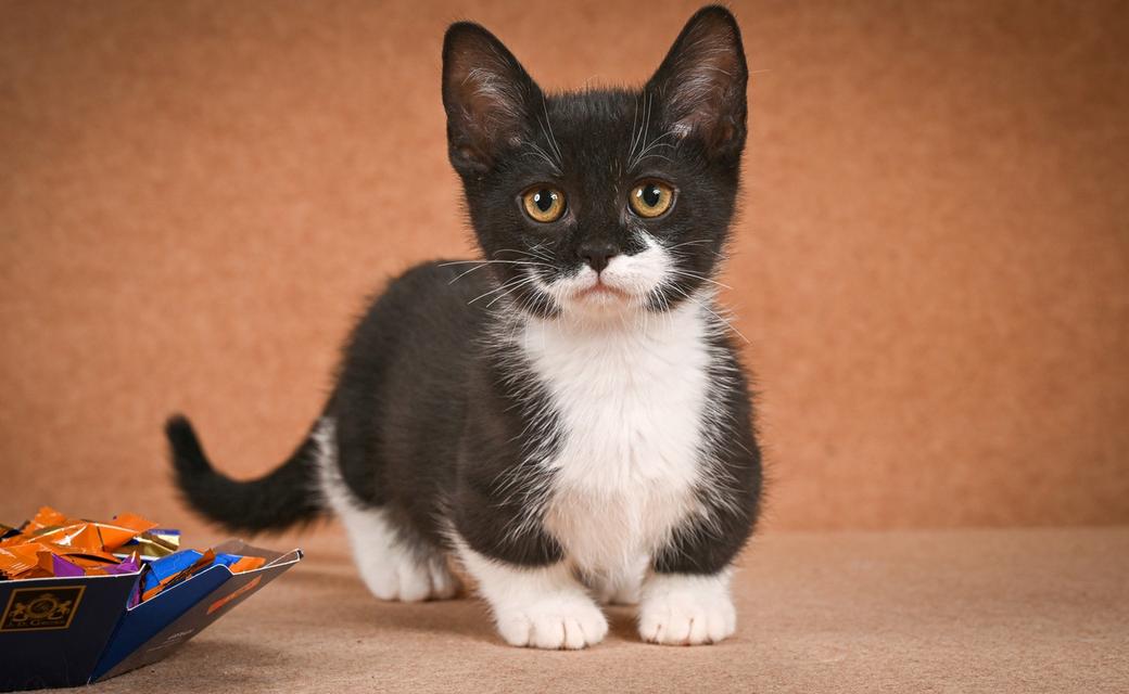 Munchkin Kittens  WhatsApp me : +66 63 826 3042