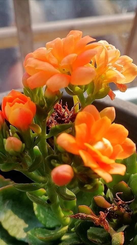 กุหลาบหินพันธุ์ Kalanchoe blossfeldiana Poelln 3