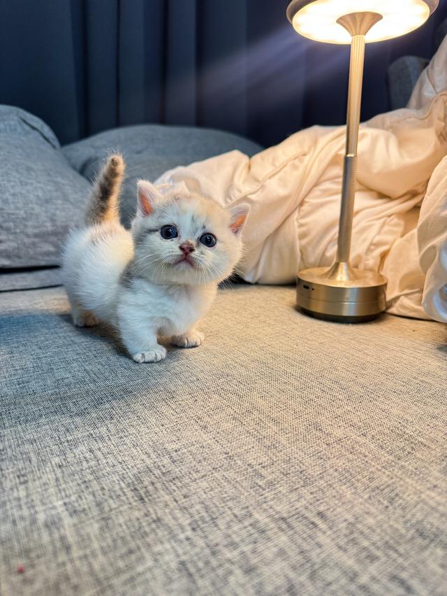 แมวมัชกิ้นขาสั้น