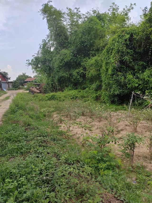 ขายที่ดินเปล่า ติดถนน ทำเลดี อำเภอโพทะเล​ จังหวัดพิจิตร​ 7