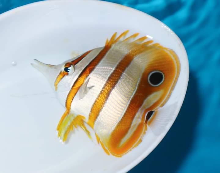 ปลาผีเสื้อปากกระจิบส้มขาว 2