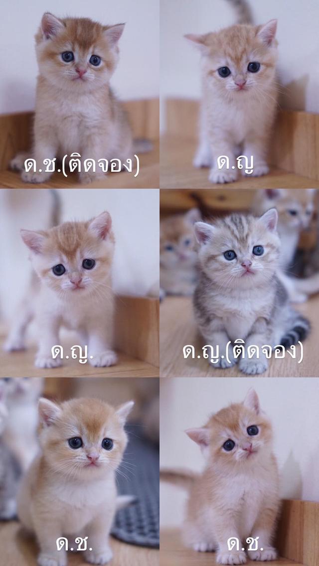 แมว บริติซช็อตแฮ