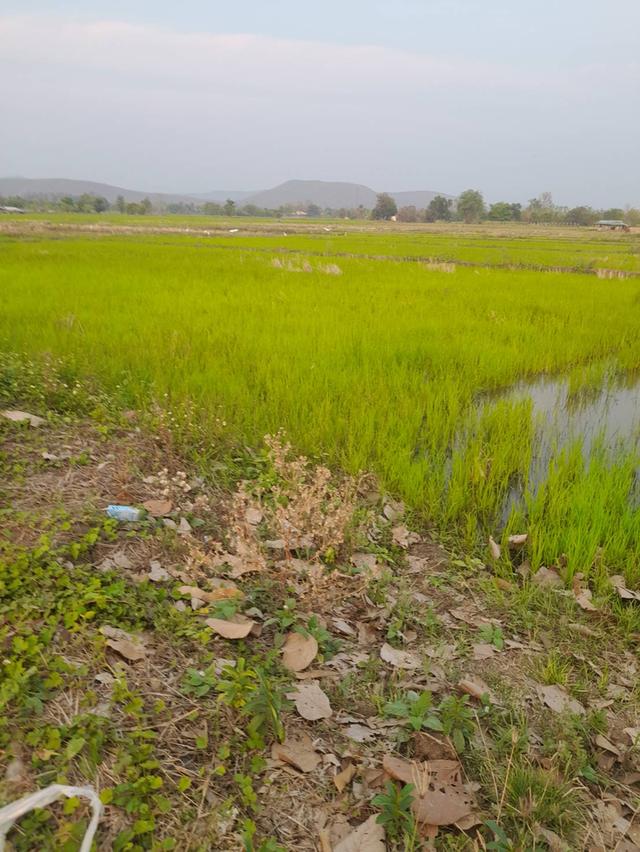 ขายที่นาราคาถูก 8 ไร่ ตำบลป่าป้อง อำเภอดอยสะเก็ด เชียงใหม่ 2