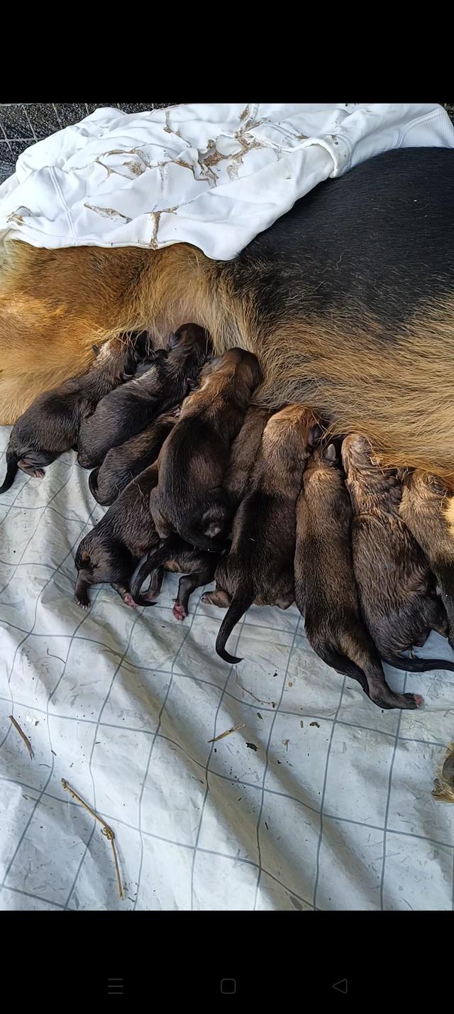 ลูกเยอรมัน เชพเพิร์ด 12ตัว ช และ ญ 6